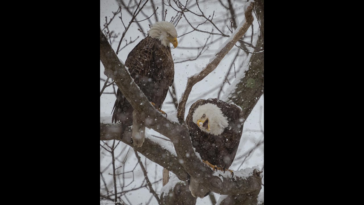 BALD EAGLES OF CENTERPORTDay in the snow YouTube