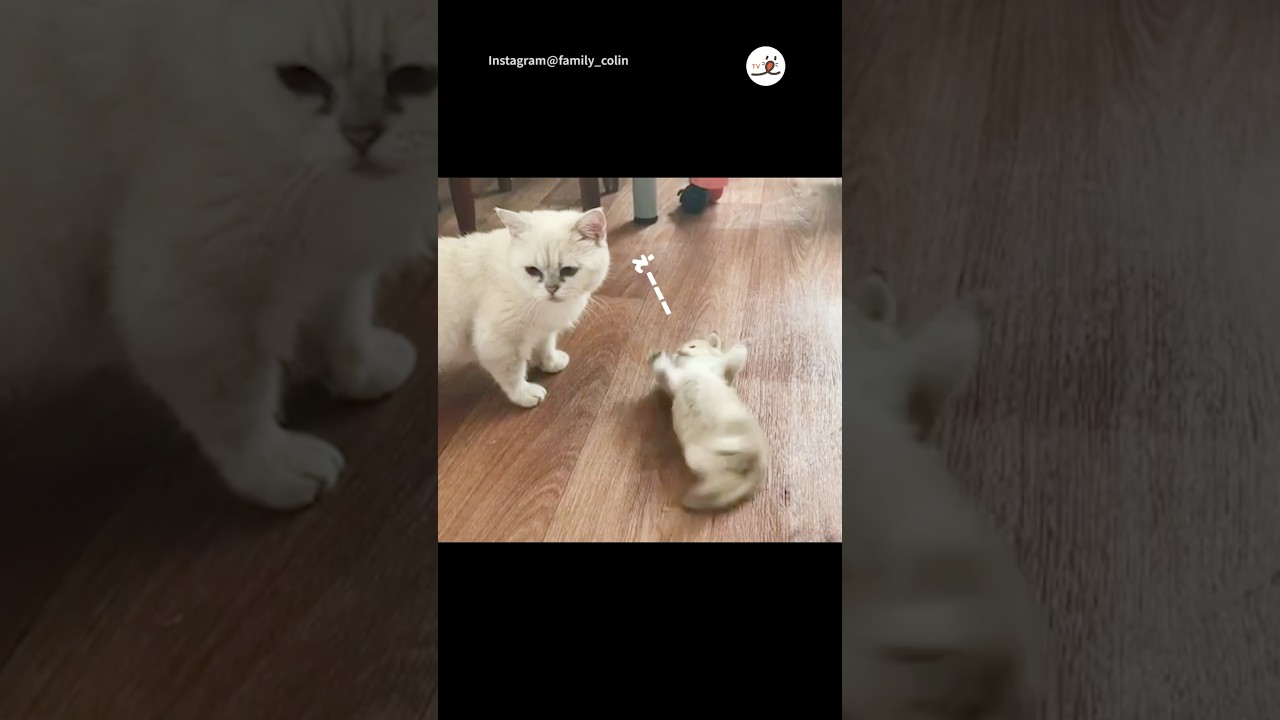 オーバーリアクションな子猫ちゃん｜PECO #子猫 #ブリティッシュ 