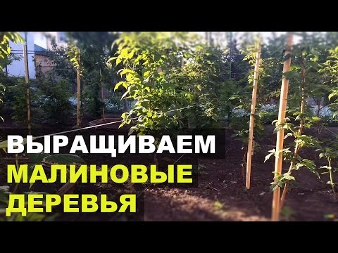 Как вырастить малиновое дерево?