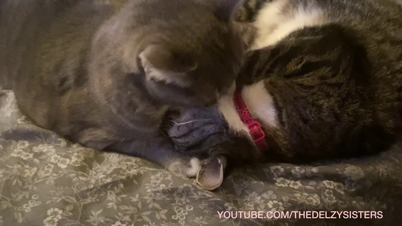 The sweetest sister cats ever Marsha & Panther Loving During the Holidays