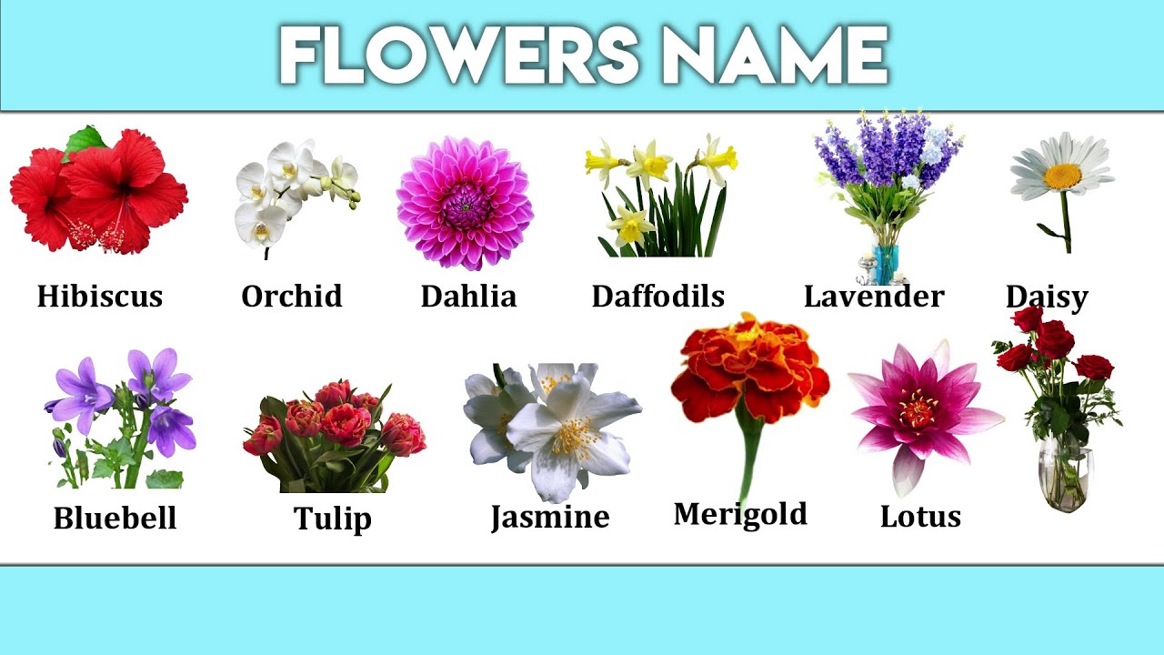 Flowers Name | Name of Flowers | List of Flowers Name - YouTube