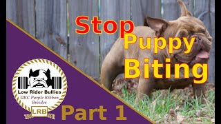 Stop Your Puppy From Biting - Part 1 (American Bully)