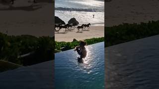 Great View❤️ horse travel nihi indonesia beach