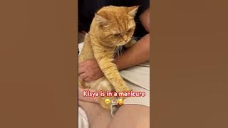 Kisya is in a manicure 😂🐈 Subscribe 🥰 #cute #cat #catshorts #catshorts #shortscat