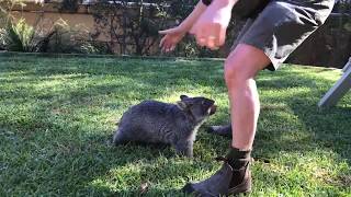 Wombat play time