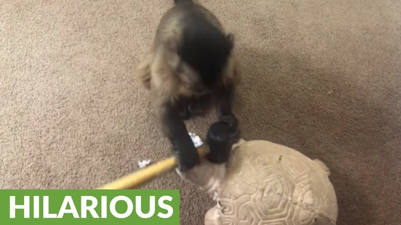 Monkey hates tortoise statue, hits it on head with hammer
