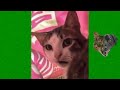 Funny Cats and Dogs Videos 😹 - Funniest Animal Videos 2023 😻 #18