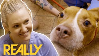 Rescuers Heartbroken As They Find A Starving Stray Dog With A Heart Failure | Pit Bulls & Parolees