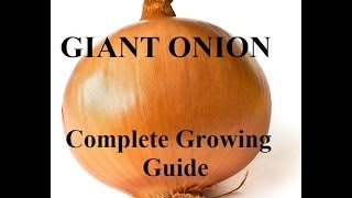 How To Grow Big Onions - Complete Growing Guide