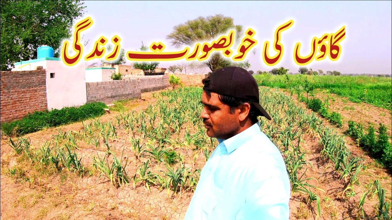 Lehsan ki kasht in pakistan, garlic farming in pakistan