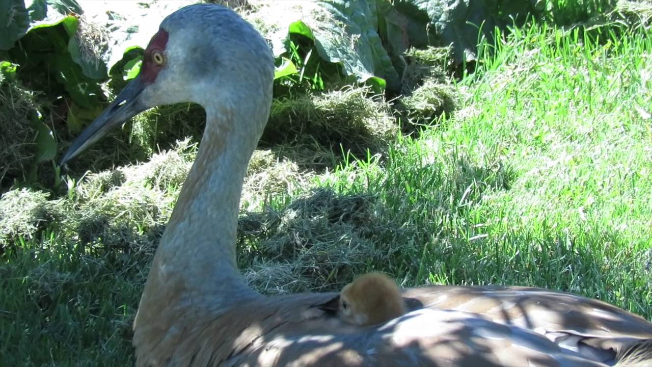 Sandhill Cranes--Female Brooding Colts