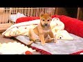 柴犬（豆柴）みかん｜かわいいお友達と寝る様子♪