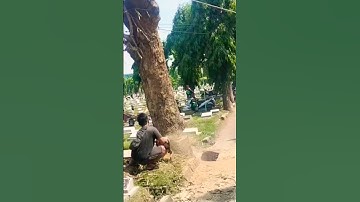 big tree felling skill technique #shortvideo #treecutting #chainsaw