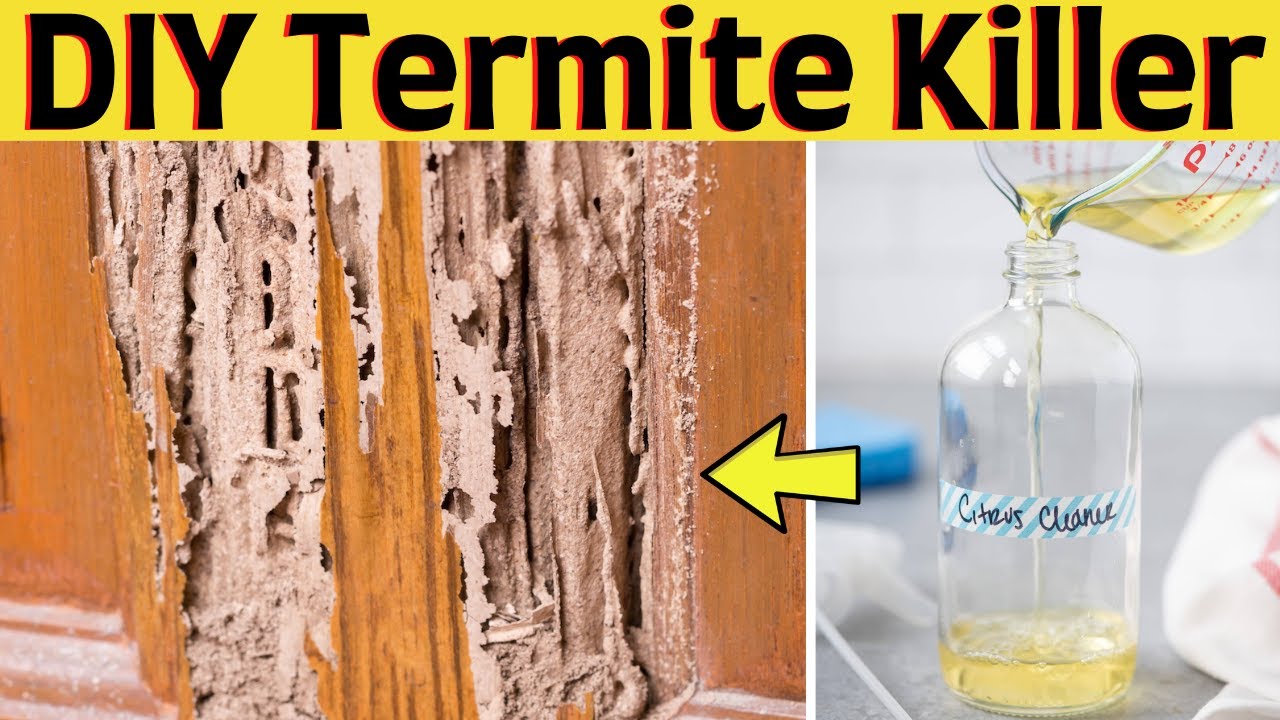 Diy Termite Killer Spray To Get Rid Of Dry Wood Termites Naturally And Fast In Trees And Furniture
