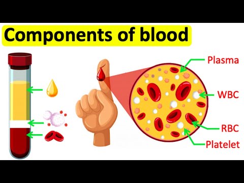 Video: Obsahovala plazma hemoglobin?