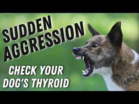 Video: Spojení mezi hypotyreózou a agrese psa