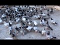 Ustad haji mehar asghars birds in pakistan