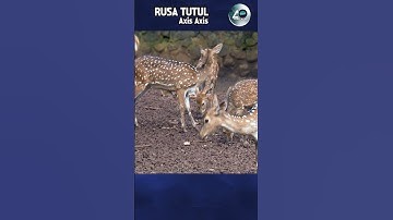 RUSA TUTUL  | Faktor faktor yang mengancam keberadaan Rusa Tutul #shorts #short #rusatutul #rusa