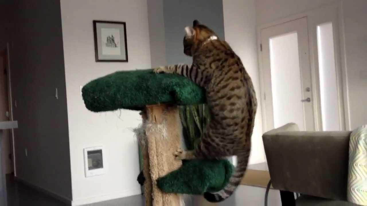 Oskar the Blind Cat and The Cat Tree 