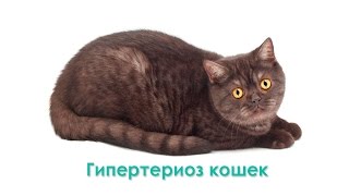 Гипертиреоз кошек. Ветеринарная клиника Био-Вет. Гипертиреоз кошек. Ветеринарная клиника Био-Вет.
