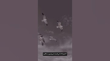 سورة هود ماهر المعيقلي 🌼 حالات وتساب دينيه