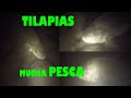 Noche con mucha suerte- Pesca de Tilapias con arpón (big Tilapia spearfishing at night)