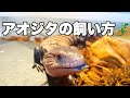 人気急上昇中✨アオジタトカゲの飼育環境徹底解説！【アオジタベビー】