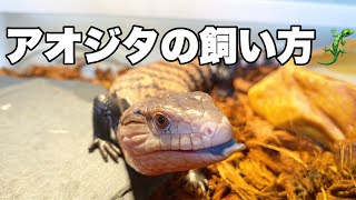 人気急上昇中✨アオジタトカゲの飼育環境徹底解説！【アオジタベビー】