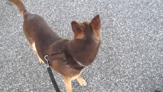 How to walk a Kelpie