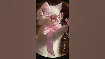 #quran #cat #تلاوة_خاشعة #اكسبلور #المراه #تلاوة_هادئة #cute #المراره #راحة_نفسية #البخل