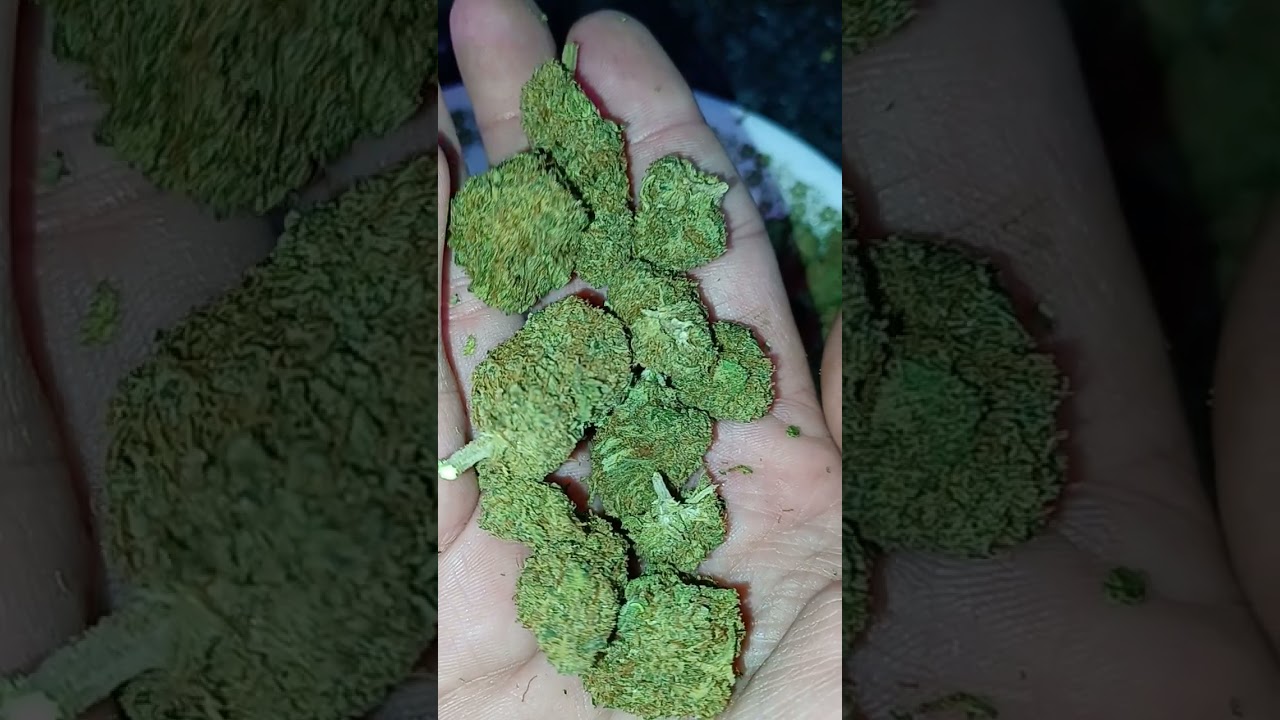 Sour Lifter, CBD hemp, 