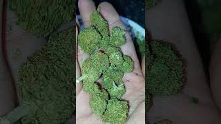 Sour Lifter, CBD hemp, @rogueorigincbd (is it good?)