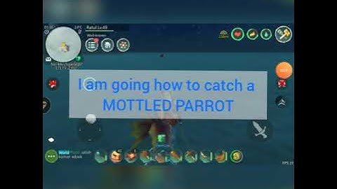 Utopia orgin. How to tame a mottled parrot location and recipe.