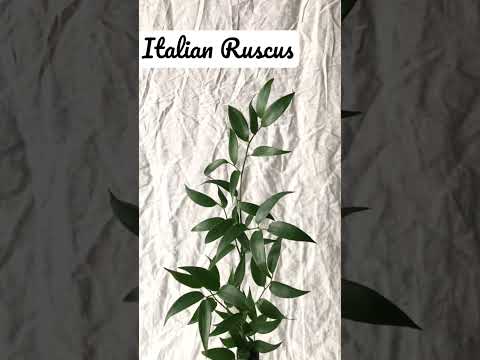 Video: Ruscus Plant Care - Ինչպես աճեցնել Ruscus Plants այգիներում