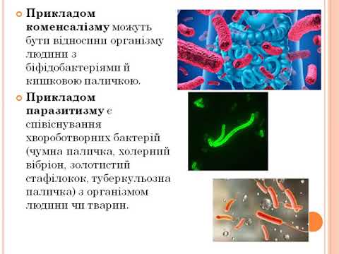 Урок 14.  Прокаріотичні організми бактерії.  Особливості їхньої організації та функціонування