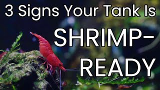 Cycling Your Shrimp Tank Is Not Enough