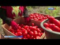 В астраханском хозяйстве апробирована специальная сетка для защиты томатов от жары