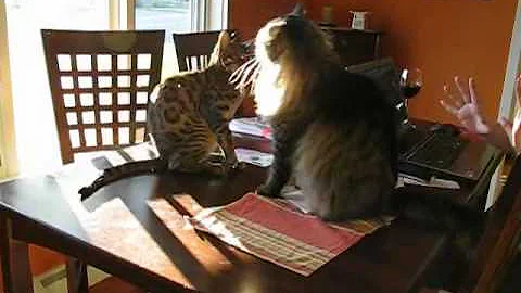 Watch the video about Une guerre de chats, Bengal vs Maine coon