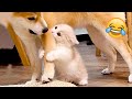 Funny Animal Videos 2023 😹 - Funniest Dogs and Cats Videos 😻 #48