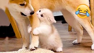 Funny Animal Videos 2023 😹 - Funniest Dogs and Cats Videos 😻 #48