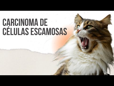 Vídeo: Câncer De Nariz E Seio (carcinoma De Células Escamosas) Em Gatos