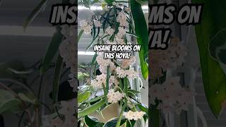 Insane Blooms On Hoya Shepherdii hoya hoyaplant