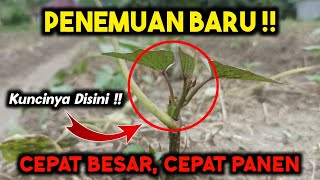 4 CARA TERBARU ‼️ AGAR CEPAT BESAR CEPAT BERBUAH CEPAT PANEN ‼️ Panduan Budidaya Ubi Jalar