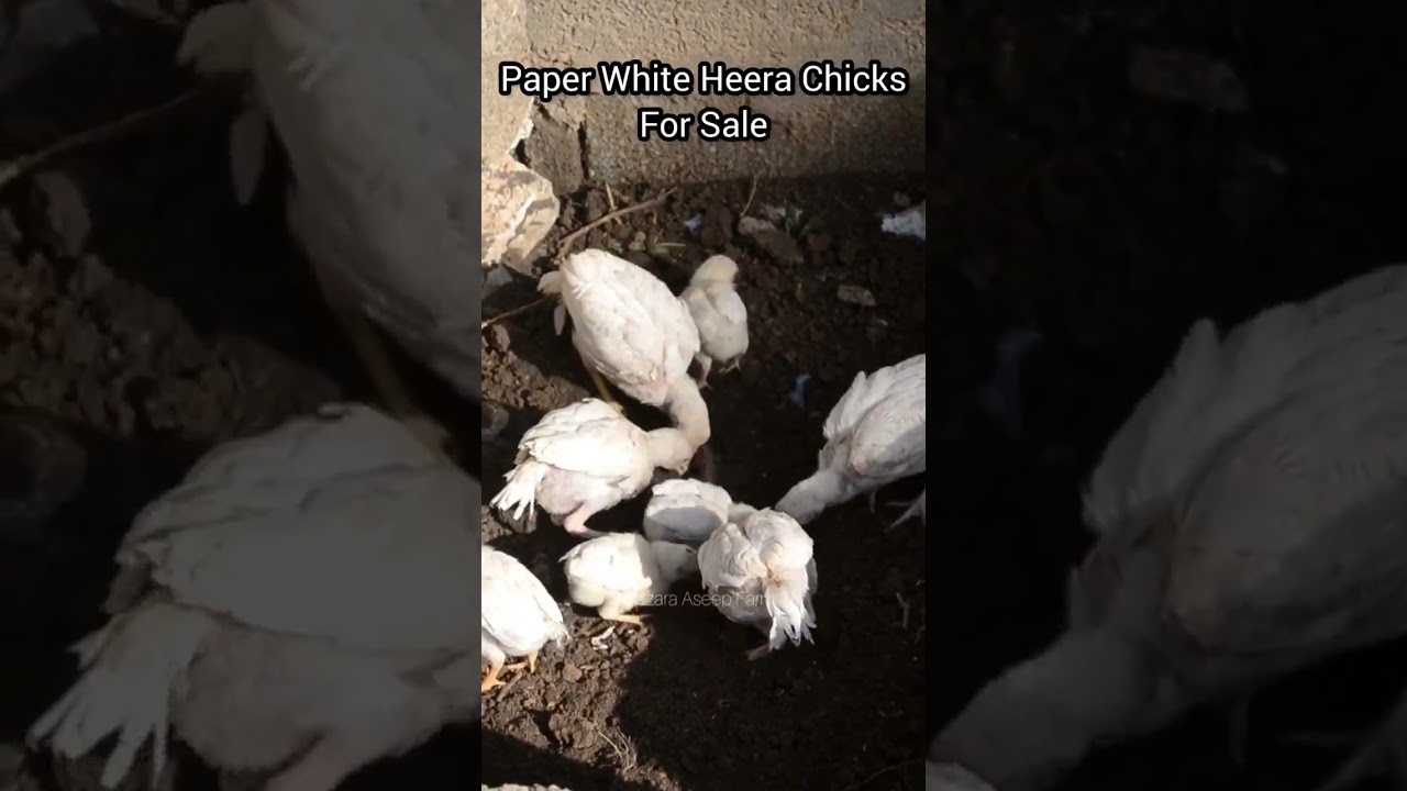 High Class Paper White Heera Aseel Chicks For Sale 