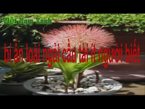 Video các loại ngải cầu tài ít người biết nhất - youtube