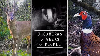 Hiding 3 CAMERAS in the woods!