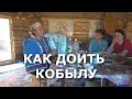 Как доить кобылу