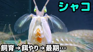 鮮魚店で買ったシャコを飼育してみる。【暇人専用一気見版】