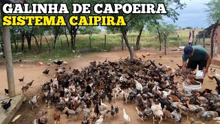 GALINHA DE CAPOEIRA - SISTEMA CAIPIRA