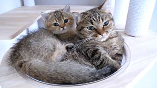Mother cat Lili and kitten Charo who have become even more united